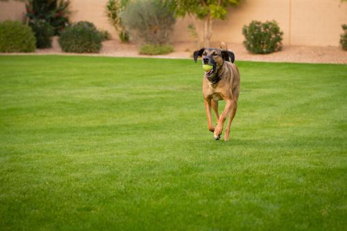 dog friendly turf