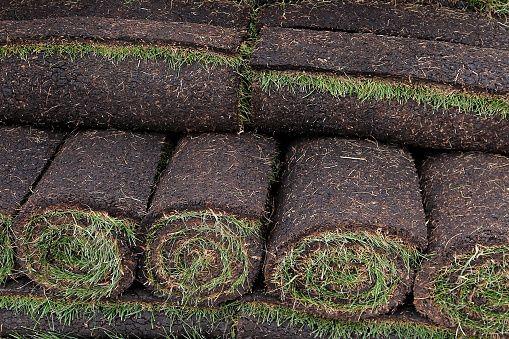 commercial and residential turf grass